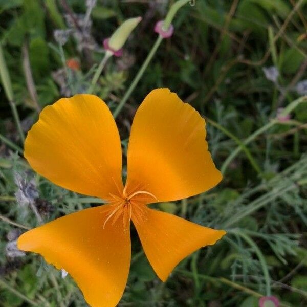 Eschscholzia californica Blüte