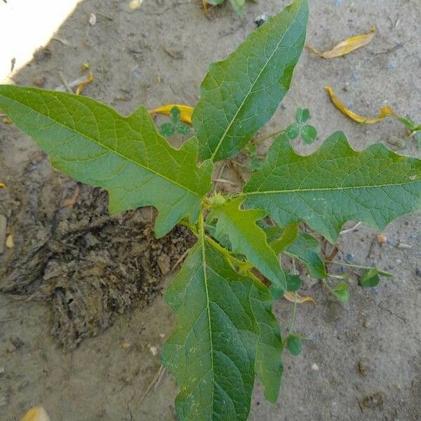 Solanum carolinense Листок