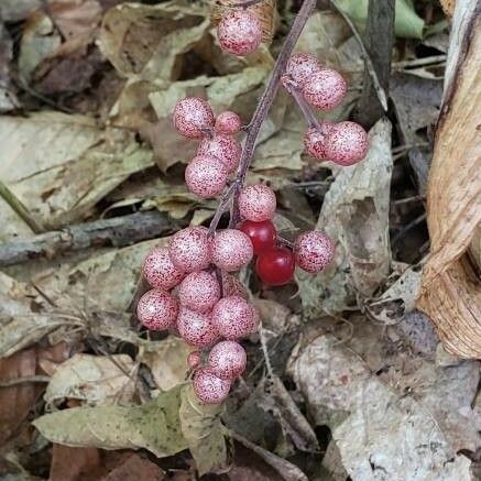 Maianthemum racemosum Fruto