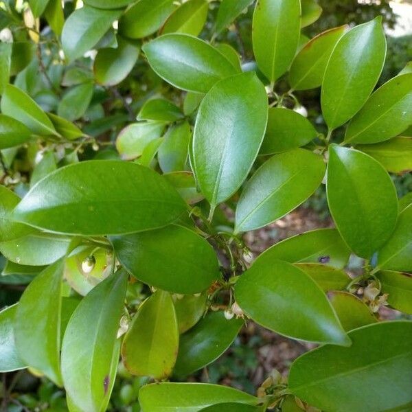 Cleyera japonica Leaf
