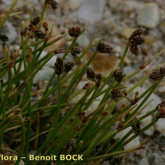 Isolepis setacea Агульны выгляд