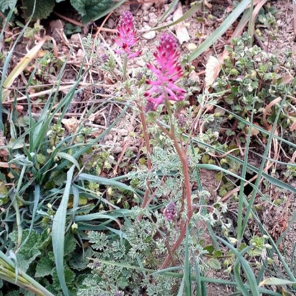 Fumaria officinalis Flower