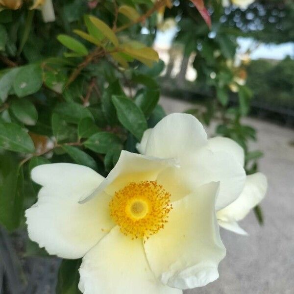 Rosa bracteata Blomst