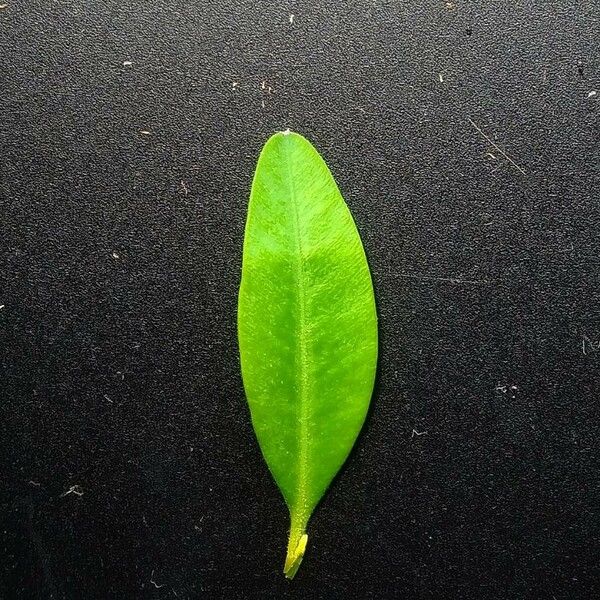 Leptospermum laevigatum Leaf