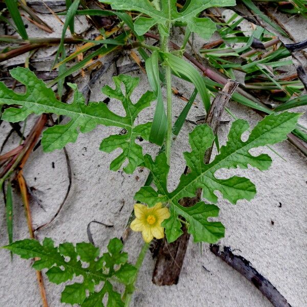 Momordica charantia Feuille