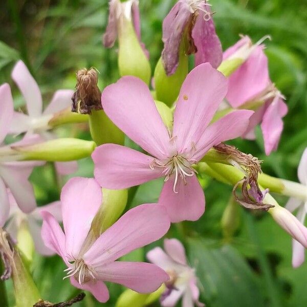 Saponaria officinalis 花