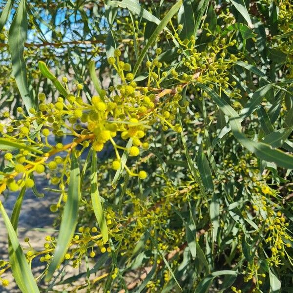 Acacia retinodes Лист