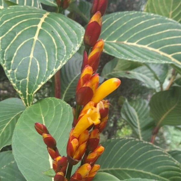 Sanchezia oblonga Flower