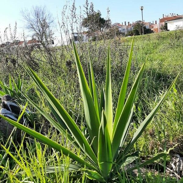 Agave sisalana Habitus