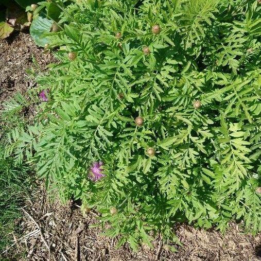 Centaurea cheiranthifolia Natur