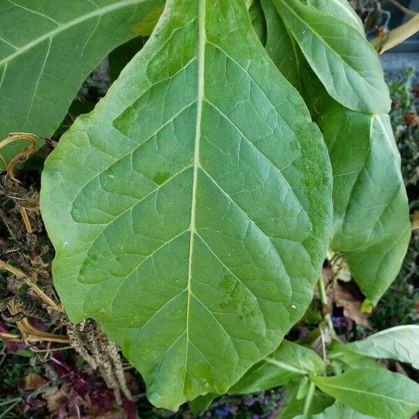 Nicotiana rustica Blad