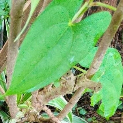 Dioscorea alata Feuille