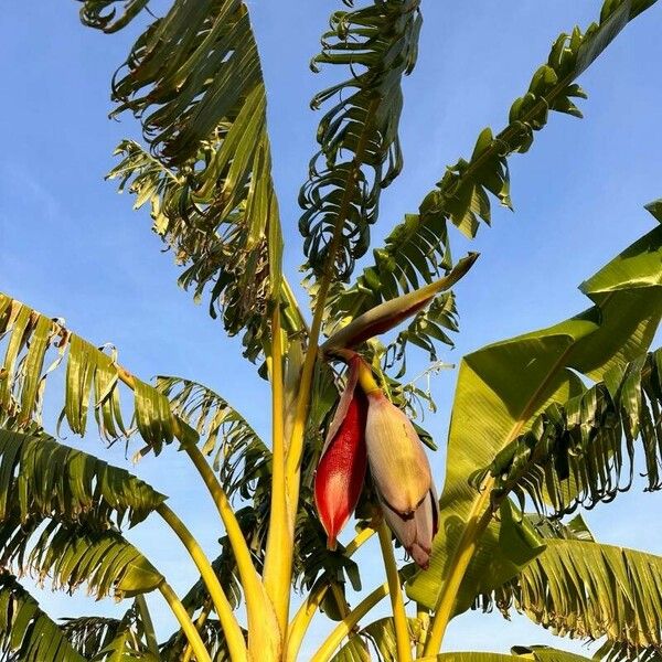 Musa × paradisiaca Flower