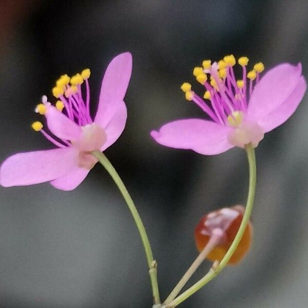 Talinum paniculatum 花