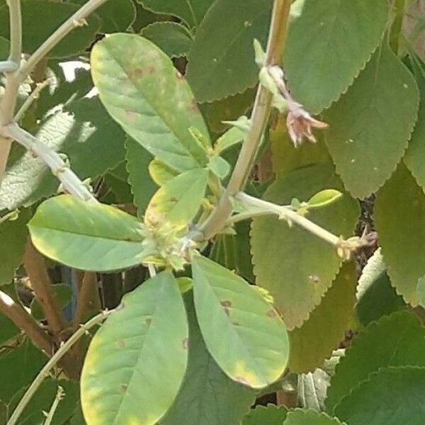 Crotalaria pallida Leaf