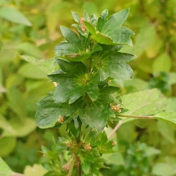 Acalypha virginica Fiore