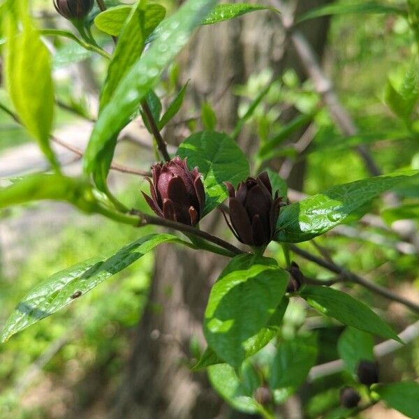 Calycanthus floridus Virág