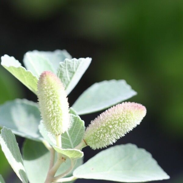 Corchorus torresianus Blomma