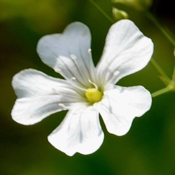 Gypsophila elegans Цветок