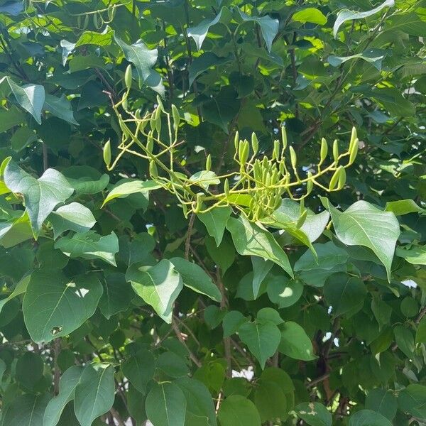 Syringa reticulata Leaf