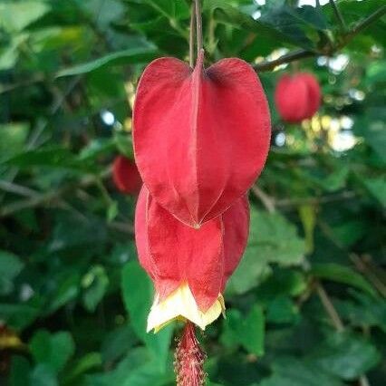 Abutilon megapotamicum Λουλούδι