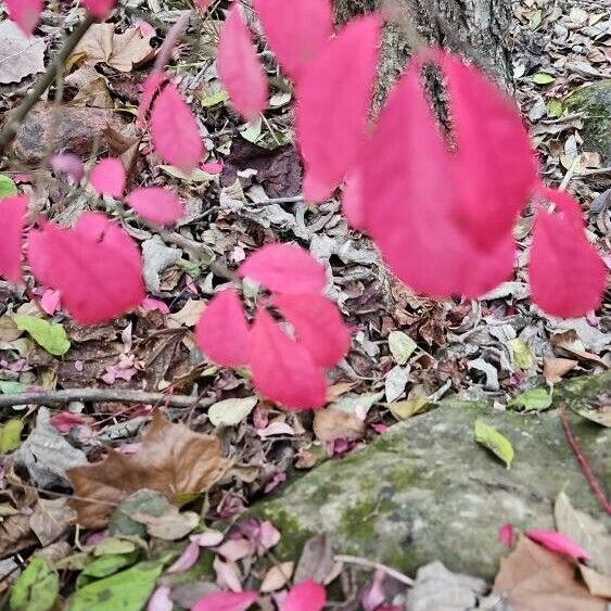 Euonymus alatus Foglia