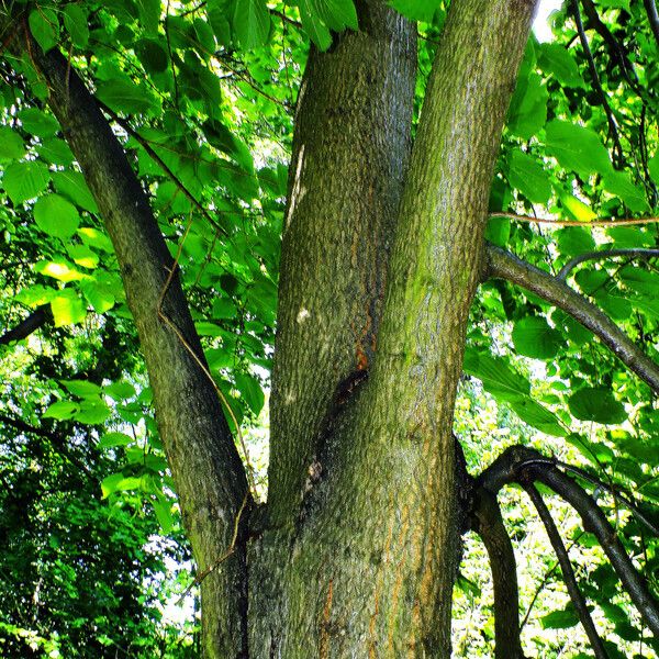 Tilia americana Schors