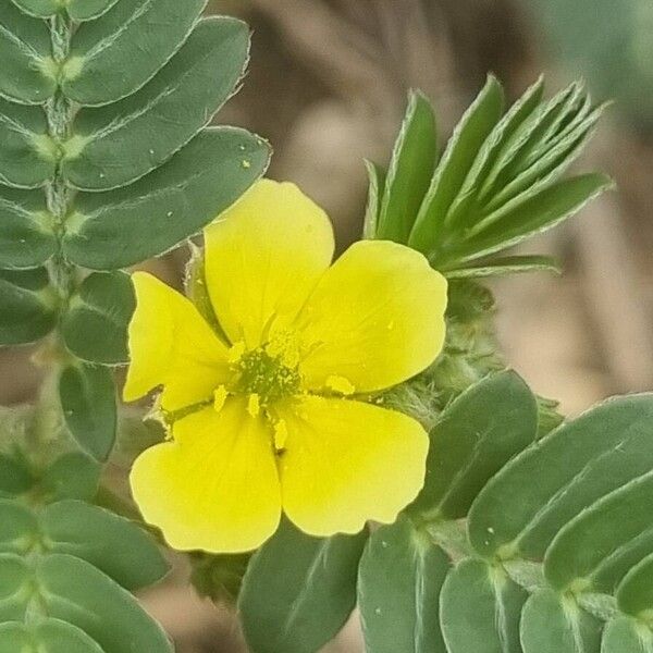 Tribulus terrestris ফুল