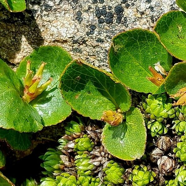 Salix herbacea Gyümölcs