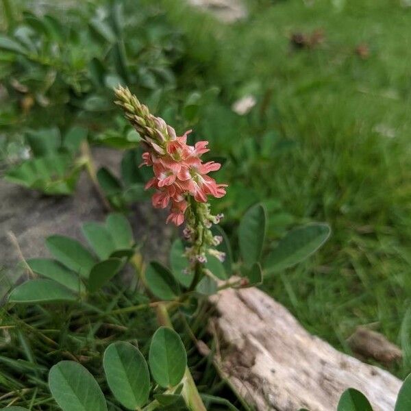 Indigofera spicata Lorea