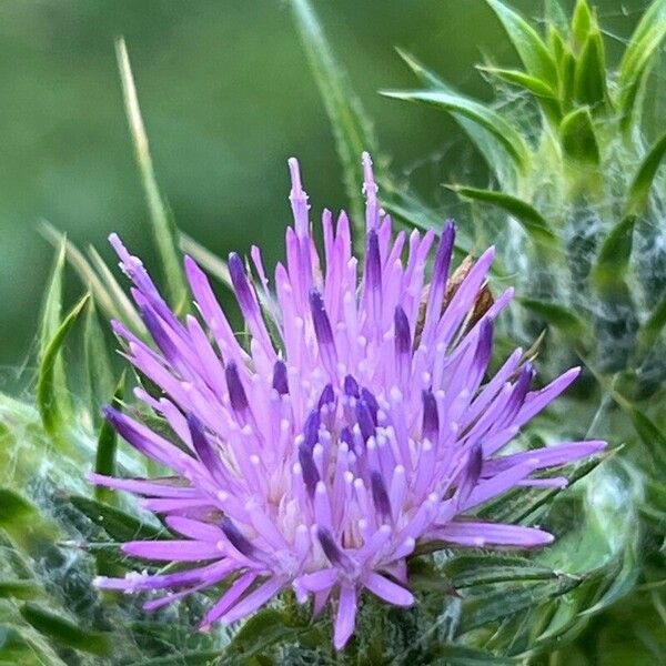 Carduus pycnocephalus Flor