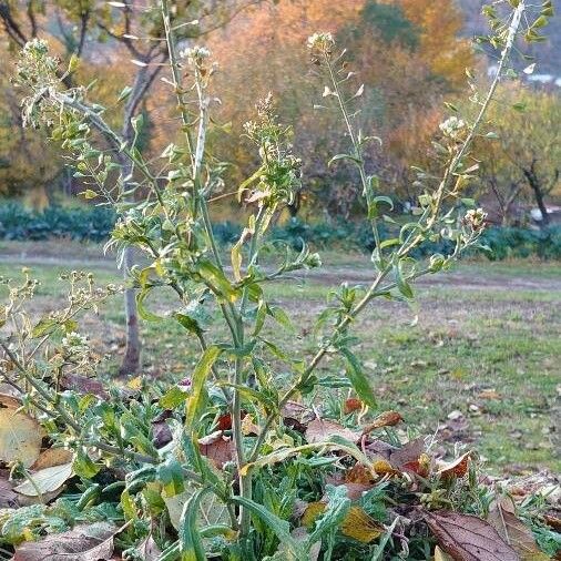 Capsella bursa-pastoris 整株植物