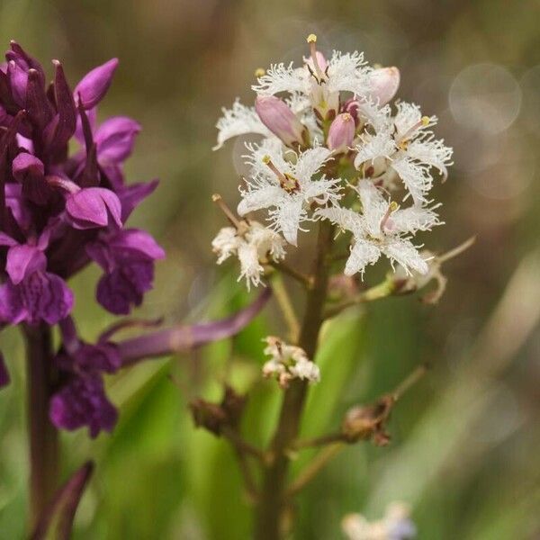 Menyanthes trifoliata Λουλούδι