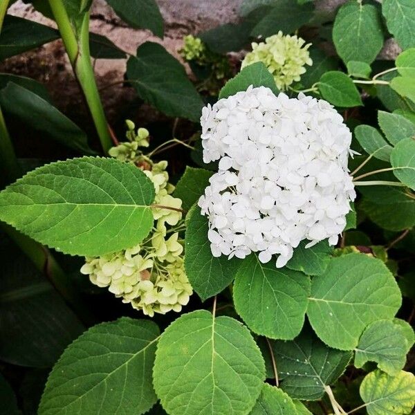 Hydrangea arborescens Прочее