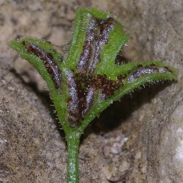 Asplenium seelosii Фрукт