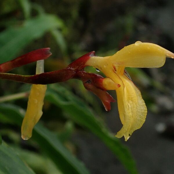 Cautleya gracilis Blomst