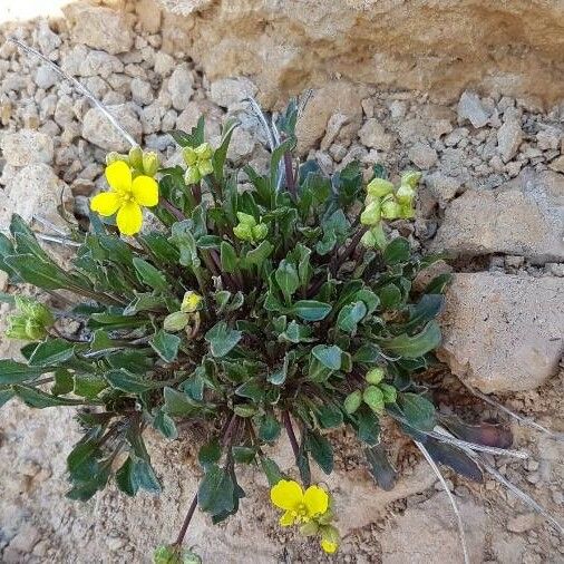 Brassica repanda Çiçek