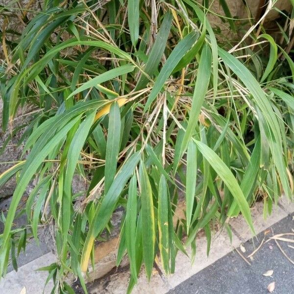 Pseudosasa japonica Leaf