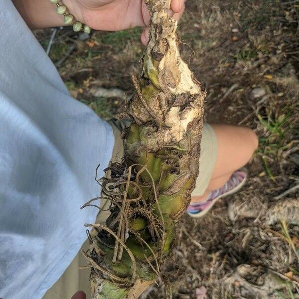 Peltandra virginica Fruit