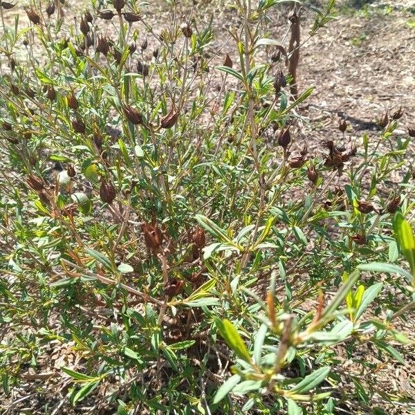 Hypericum densiflorum Leaf