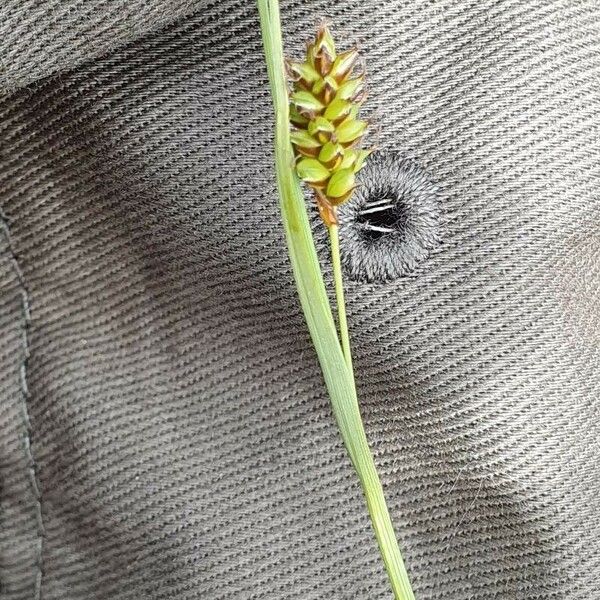 Carex hostiana फूल