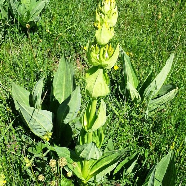 Gentiana lutea Habit