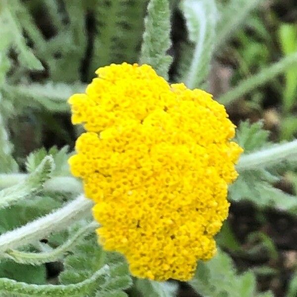 Achillea coarctata 花