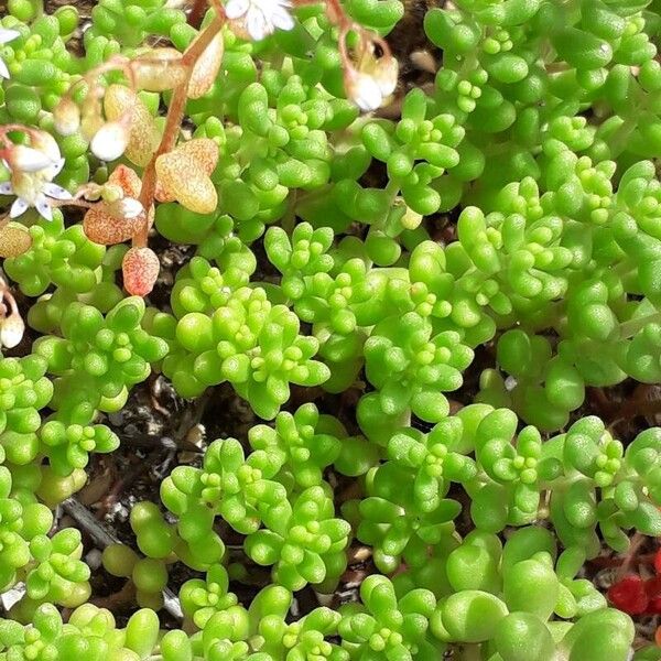 Sedum caeruleum Folio