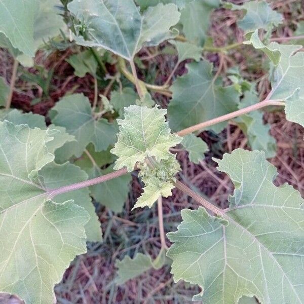 Xanthium strumarium Leaf