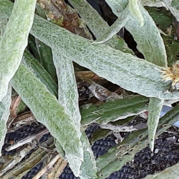 Helichrysum arenarium برگ