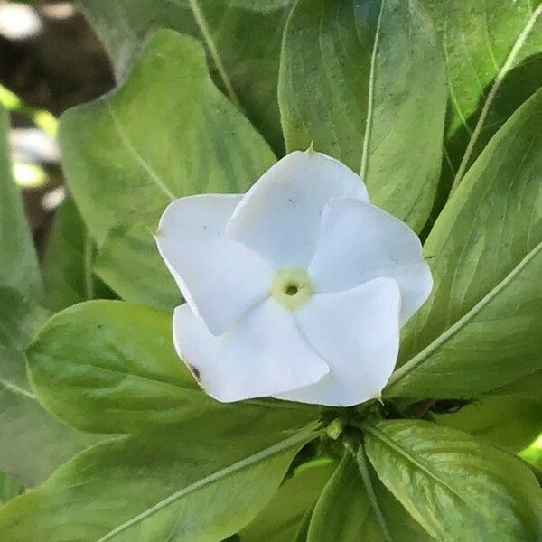 Catharanthus roseus Floro