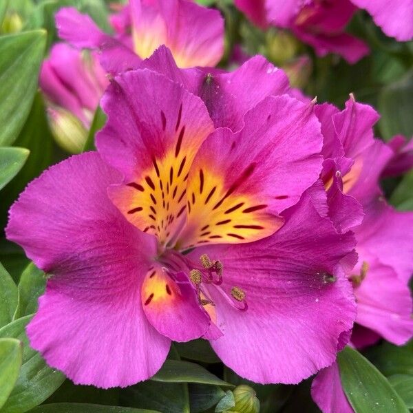 Alstroemeria ligtu Blomma