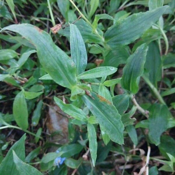 Commelina erecta Levél