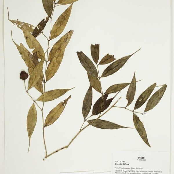 Myrcia caudata Fruto